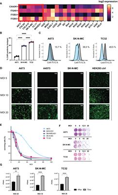 TCR-transgenic T cells and YB-1-based oncolytic virotherapy improve survival in a preclinical Ewing sarcoma xenograft mouse model